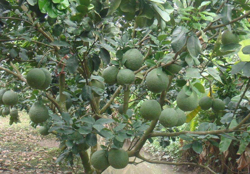 CC CẦN BÁN LÔ ĐẤT 2MT - GIÁ ĐẦU TƯ TẠI PHƯỜNG BẢO VINH, TP. ĐỒNG NAI