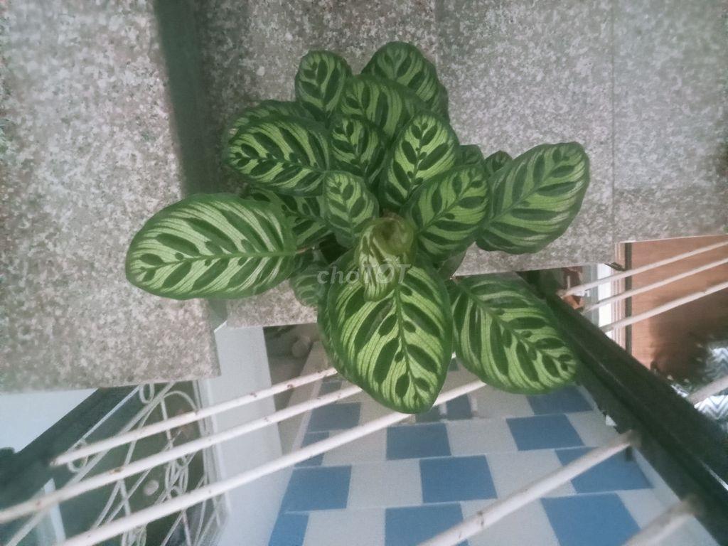Phòng trọ riêng biệt