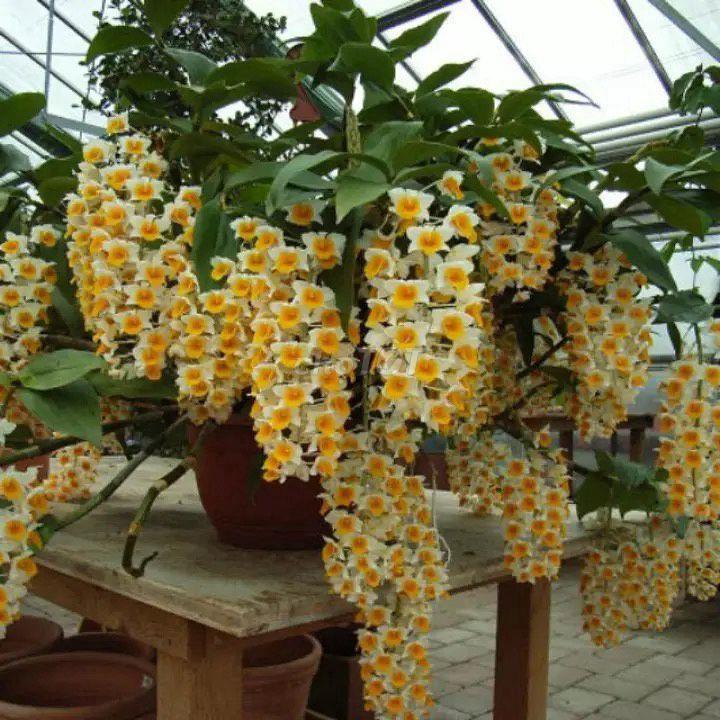 Cho thuê phòng trọ hẻm 28 Bùi Dự