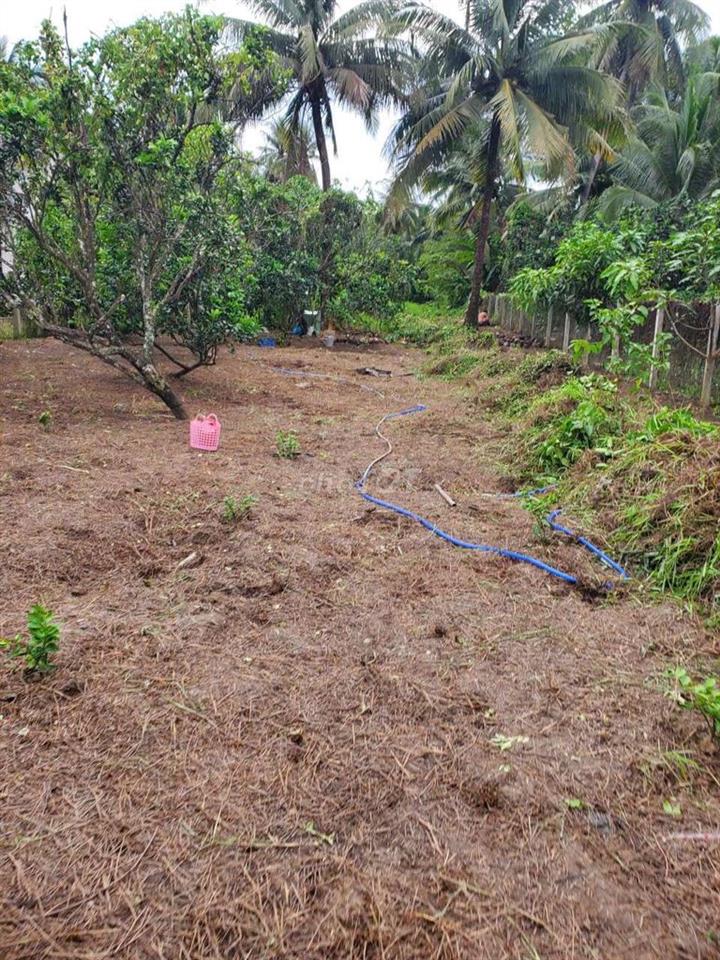 Vũng Liêm_xã Quới An_Bán thửa đất 1300m2 (Đất ở+ CLN)