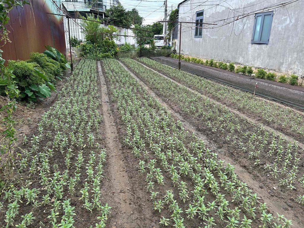 Lô Đất ở Vị Trí Cao - Đẹp (Đường Đồng Khởi 1 xẹc - 200m)