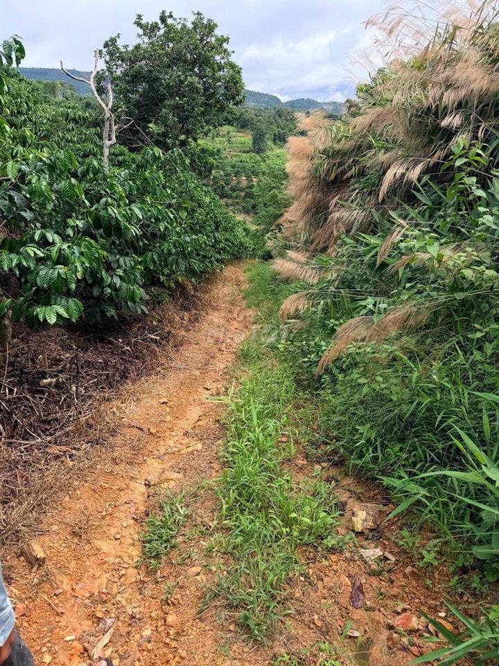🌿 BÁN ĐẤT VƯỜN CÀ PHÊ 6.805m² – TÂN NGHĨA, DI LINH, LÂM ĐỒNG 🌿