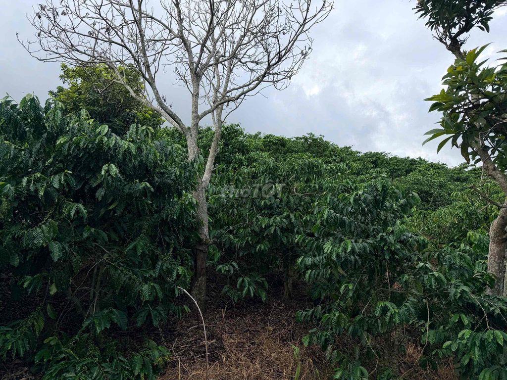 🌿 BÁN ĐẤT VƯỜN CÀ PHÊ 6.805m² – TÂN NGHĨA, DI LINH, LÂM ĐỒNG 🌿