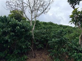 🌿 BÁN ĐẤT VƯỜN CÀ PHÊ 6.805m² – TÂN NGHĨA, DI LINH, LÂM ĐỒNG 🌿