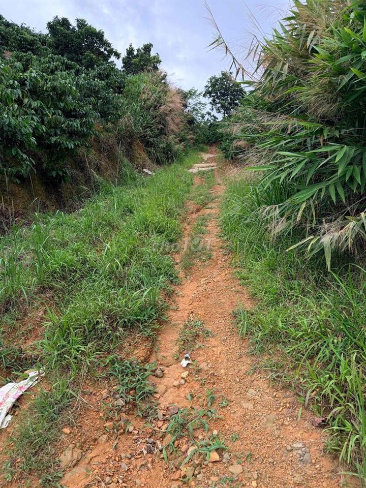 🌿 BÁN ĐẤT VƯỜN CÀ PHÊ 6.805m² – TÂN NGHĨA, DI LINH, LÂM ĐỒNG 🌿