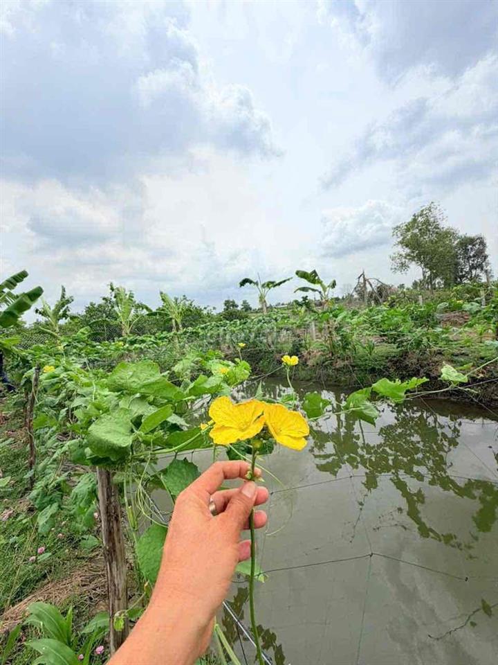 nhà vườn quá đẹp
