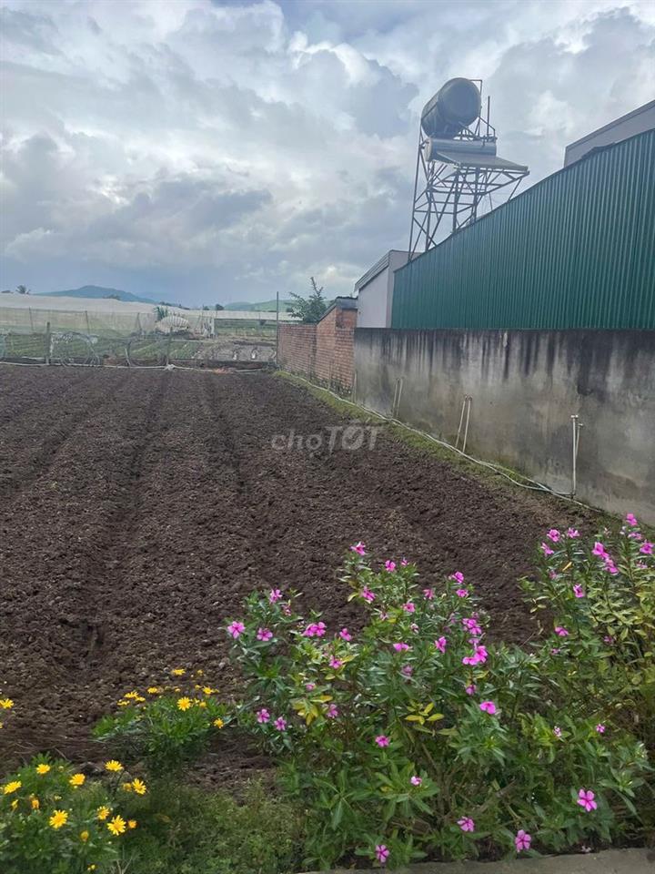 CHÍNH CHỦ BÁN ĐẤT PHÚ HỘI – 127,7M² – 75,5M² THỔ CƯ – SỔ RIÊNG