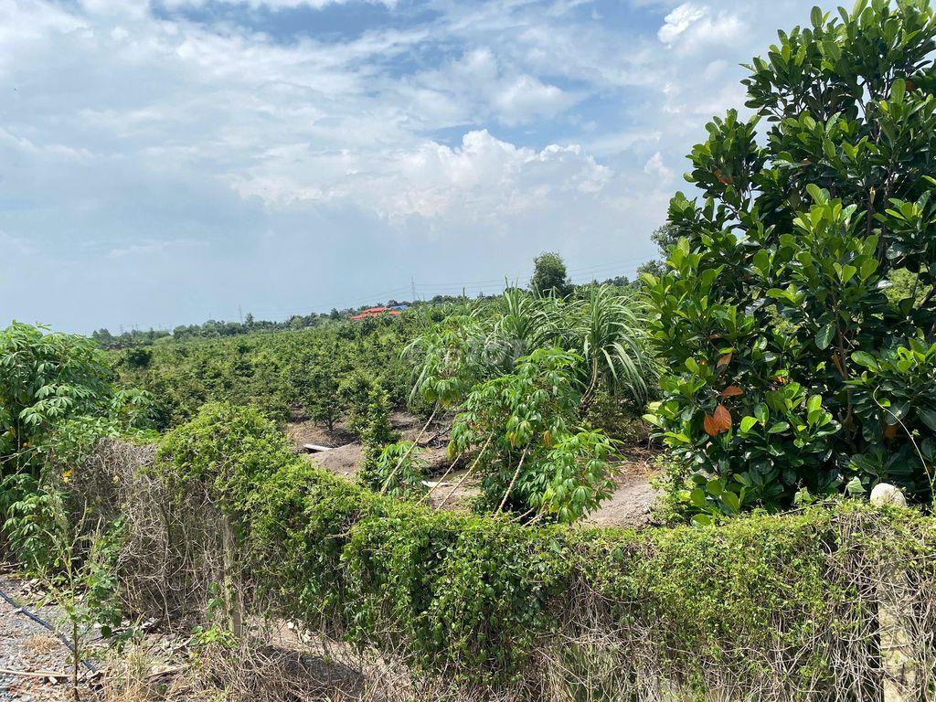 BÁN 3 LÔ ĐẤT :  Đ VƯỜN THƠM - KÊNH 6 , XÃ BÌNH LỢI, H.BÌNH CHÁNH , HCM