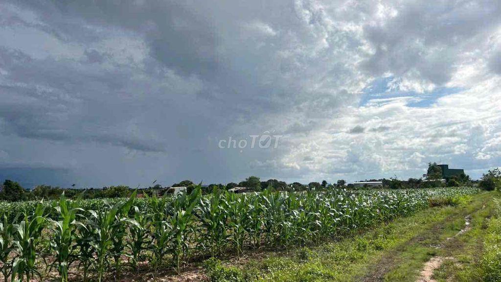 CHÍNH CHỦ BÁN 2,1 HA ĐẤT Ở GIÁ SIÊU RẺ