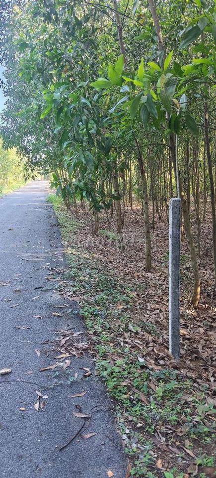 Bán lô đất 28m mặt tiền đường nhựa có diện tích 1000m2