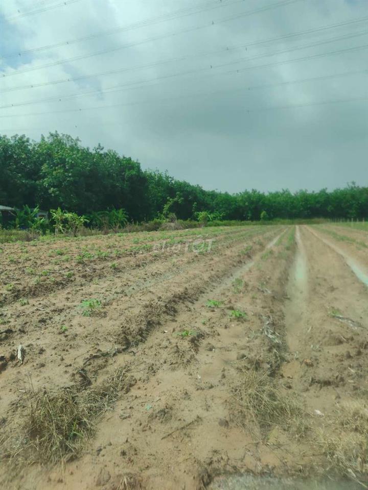 1097,7m2 đất vườn tại Bàu Bàng - TP. Hồ Chí Minh. Bán ngộp gấp 680Tr