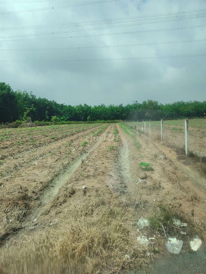 1097,7m2 đất vườn tại Bàu Bàng - TP. Hồ Chí Minh. Bán ngộp gấp 680Tr