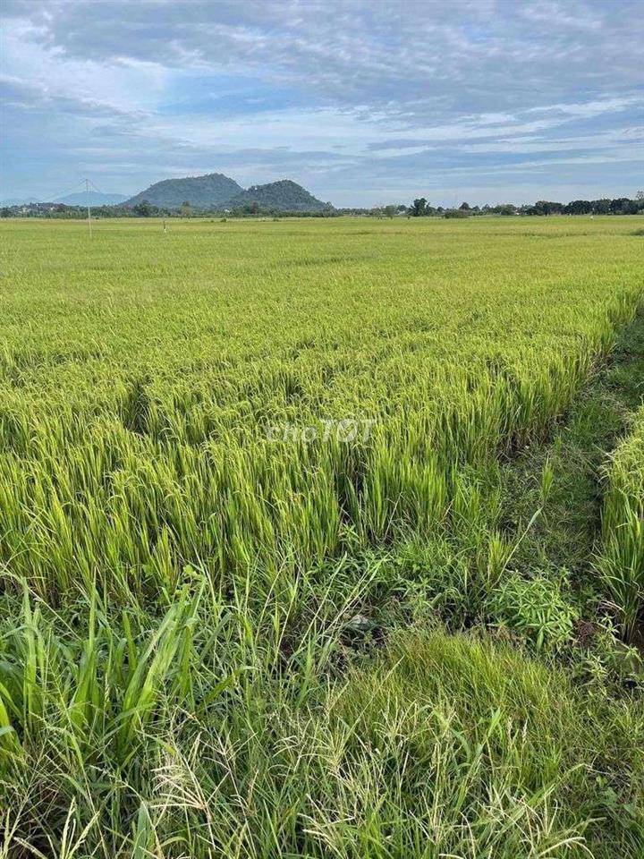 Bán đất Thoại Sơn An Giang