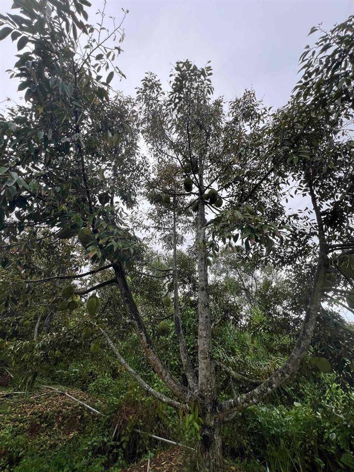 đất chính chủ , cần bán