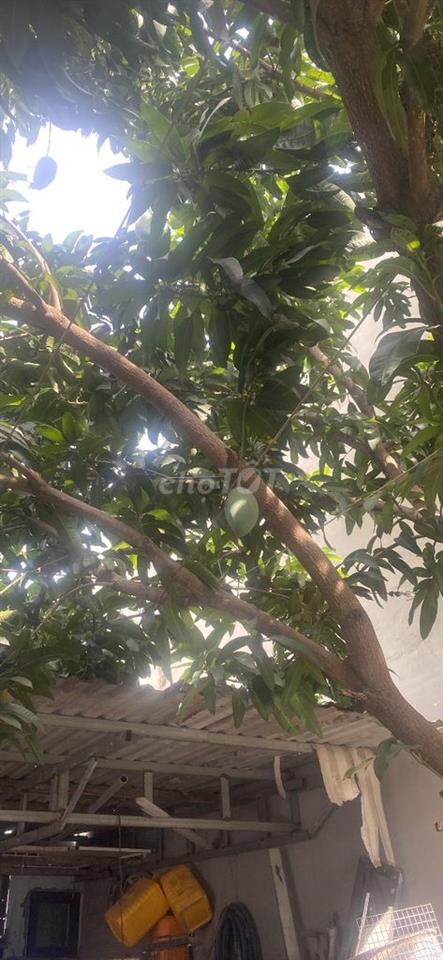 Cần bán đất 3mdai11