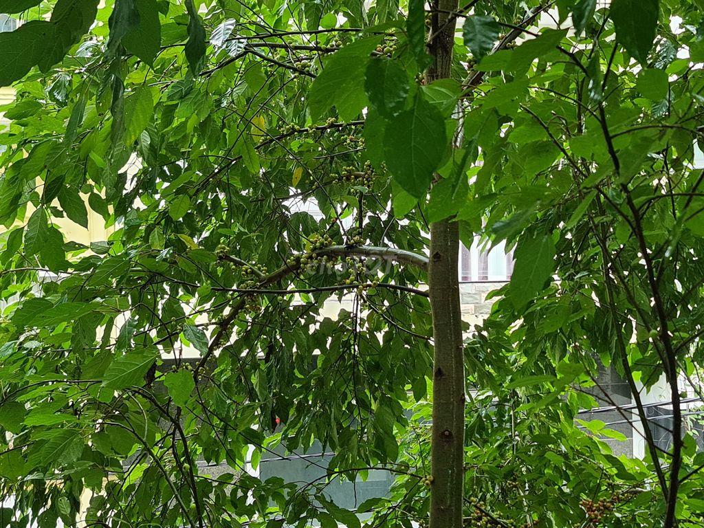 PHÒNG RIÊNG GIÁ RẺ TẠI HÀNG XANH HẺM 180-XVNT