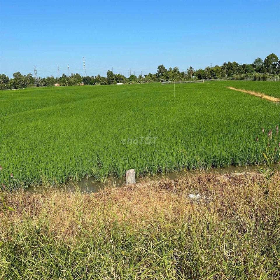 kẹt tiền cần bán gấp đất lúa giá rẻ