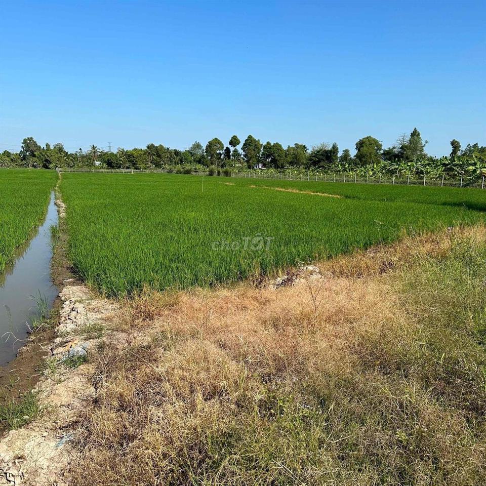 kẹt tiền cần bán gấp đất lúa giá rẻ