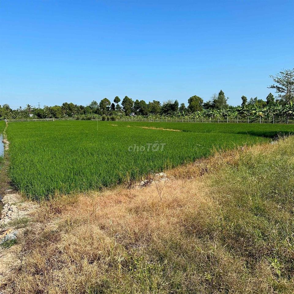 kẹt tiền cần bán gấp đất lúa giá rẻ