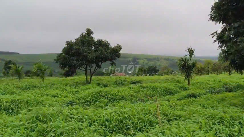 CHUYỂN NHƯỢNG MIA FARM GIA LAI 9,6 HA MẶT TIỀN ĐƯỜNG NHỰA 380M