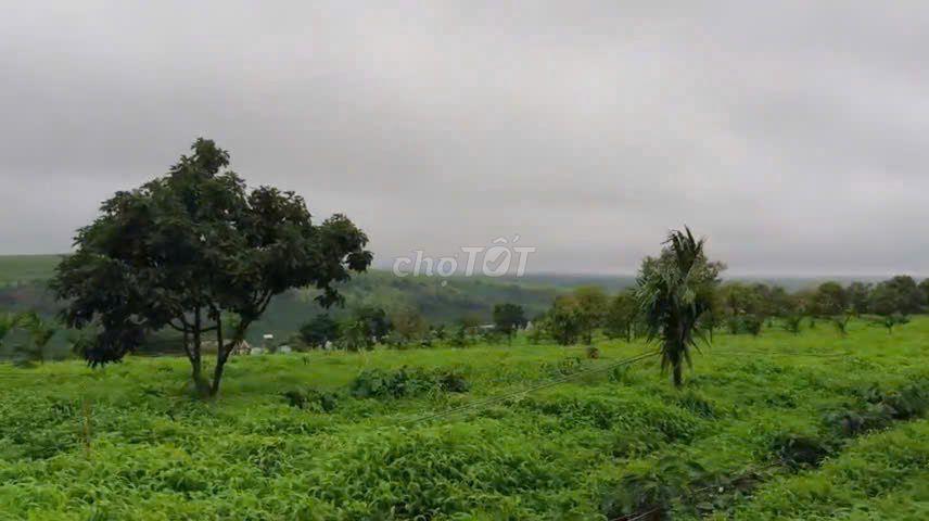 CHUYỂN NHƯỢNG MIA FARM GIA LAI 9,6 HA MẶT TIỀN ĐƯỜNG NHỰA 380M