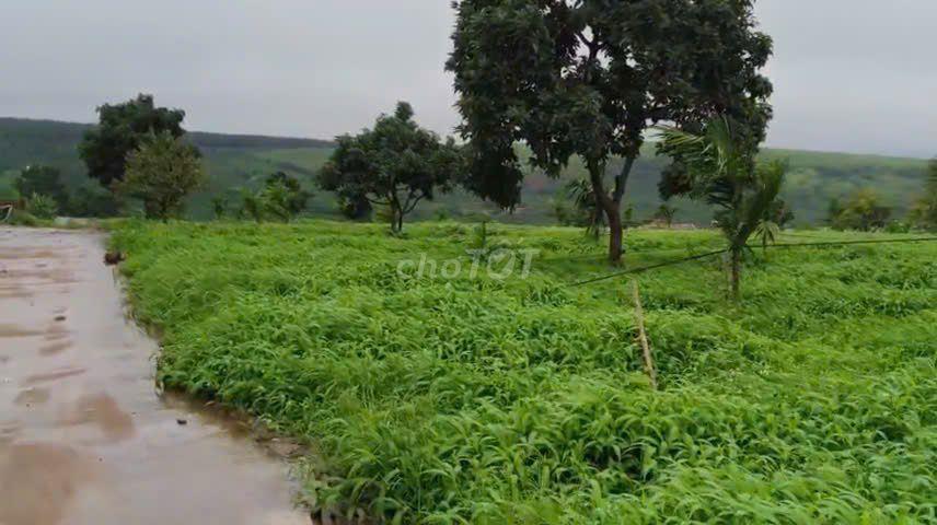 CHUYỂN NHƯỢNG MIA FARM GIA LAI 9,6 HA MẶT TIỀN ĐƯỜNG NHỰA 380M