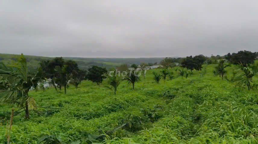 CHUYỂN NHƯỢNG MIA FARM GIA LAI 9,6 HA MẶT TIỀN ĐƯỜNG NHỰA 380M
