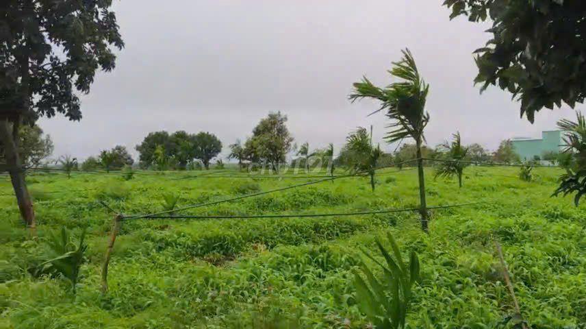 CHUYỂN NHƯỢNG MIA FARM GIA LAI 9,6 HA MẶT TIỀN ĐƯỜNG NHỰA 380M