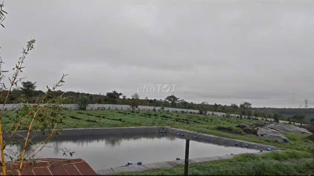 CHUYỂN NHƯỢNG MIA FARM GIA LAI 9,6 HA MẶT TIỀN ĐƯỜNG NHỰA 380M