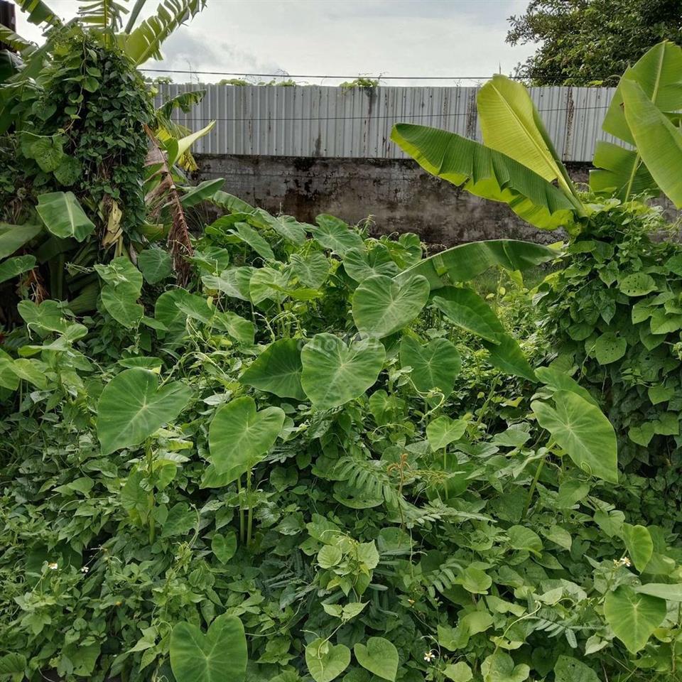 Cần tiền bán đất gấp chia tài sản.