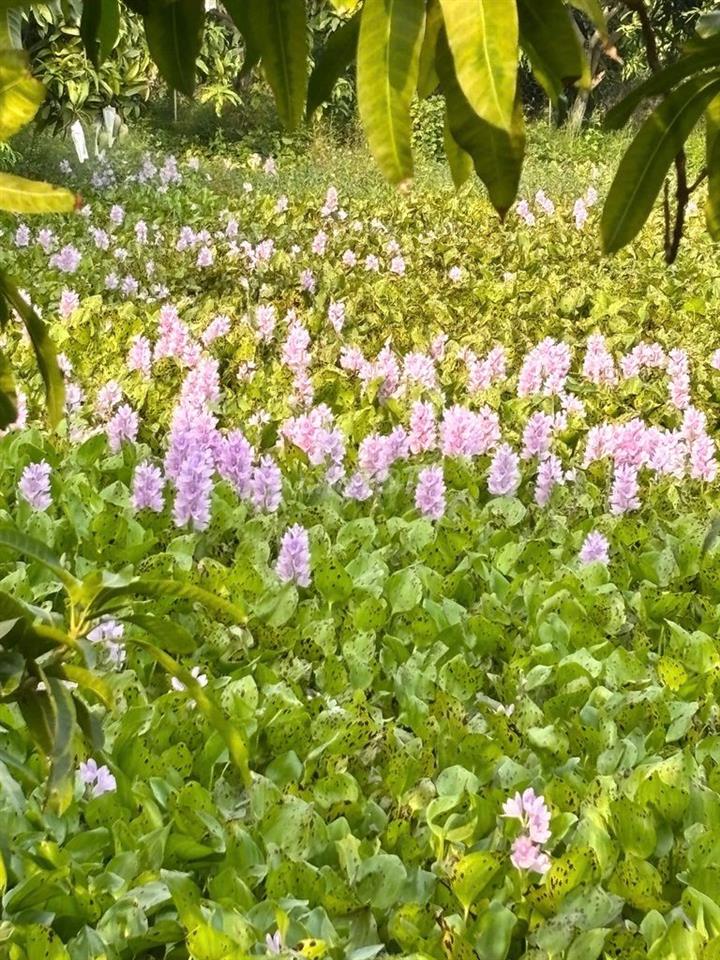 BÁN KHU VƯỜN 14.700M² – 1.300 CÂY ĂN TRÁI – 5 AO