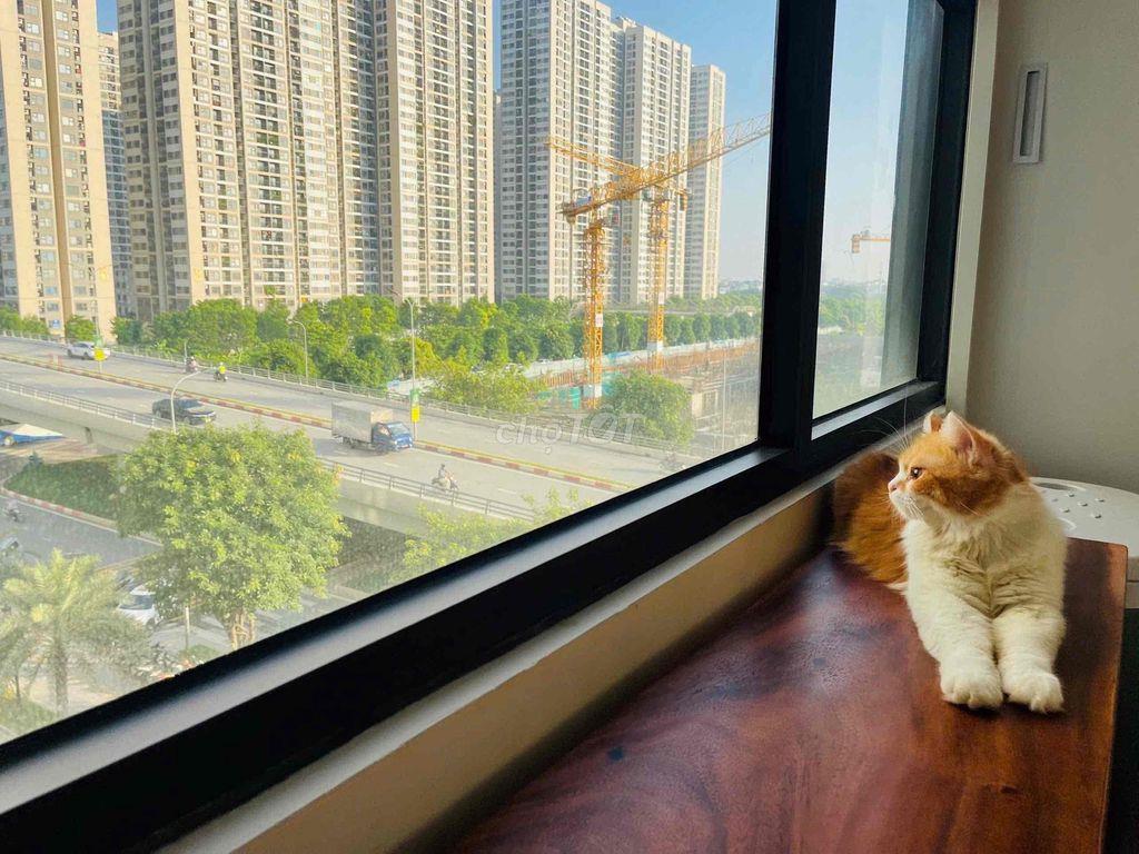 bán gấp 3 Ngủ 75m tại S4 giá 4.9 Tỷ Vinhomes Smart City