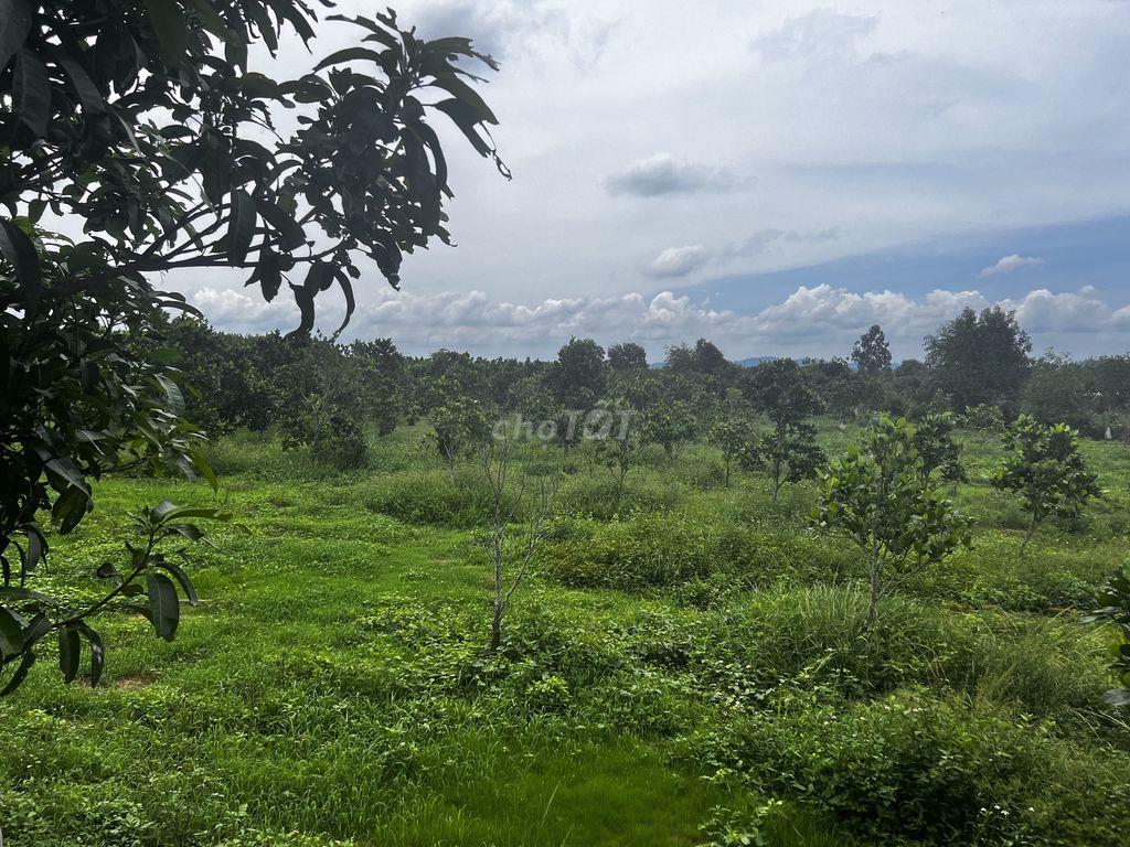 Chính chủ cần bán gấp- nhà yến-đất