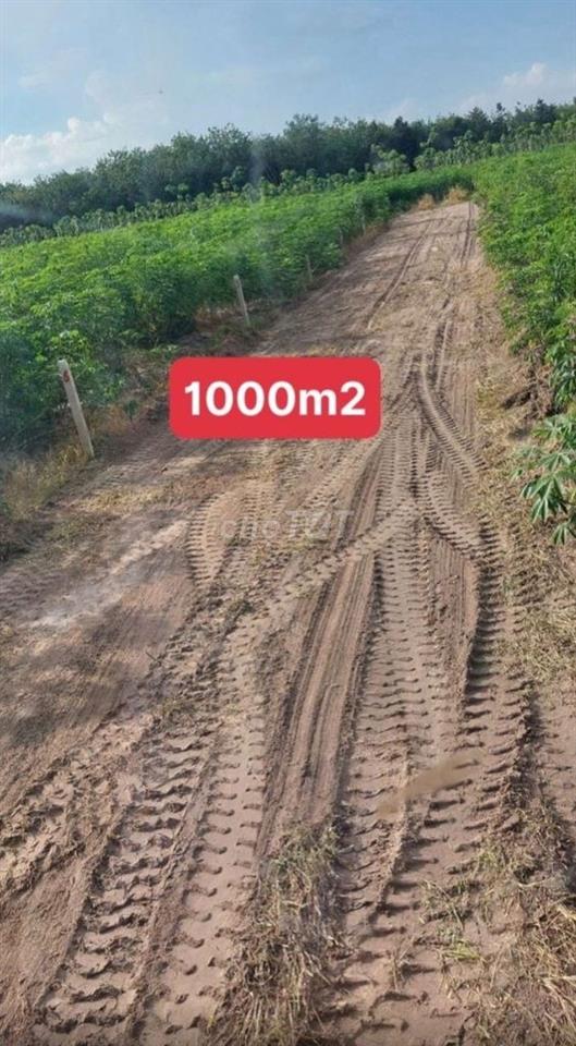 đất nông nghiệp trồng cây lâu năm phân lô