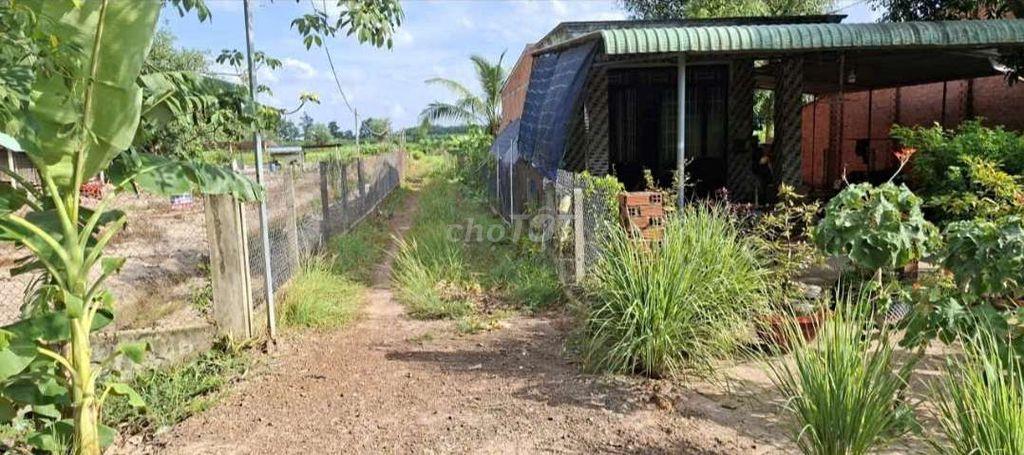 đất nông nghiệp trồng cây lâu năm đường 10m xe hơi KDC