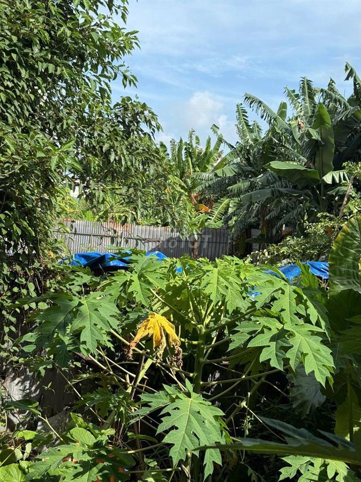 BÁN ĐẤT THỔ CƯ THỚI TAM THÔN 120 MÉT VUÔNG