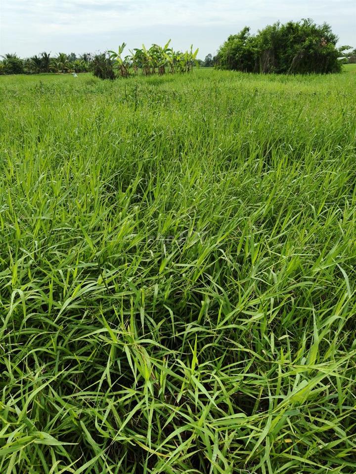 Mình chính chủ bán 2235m2 có sẵn 367m2 thổ cư thuộc Mỹ Lộc , Cần Giuộc