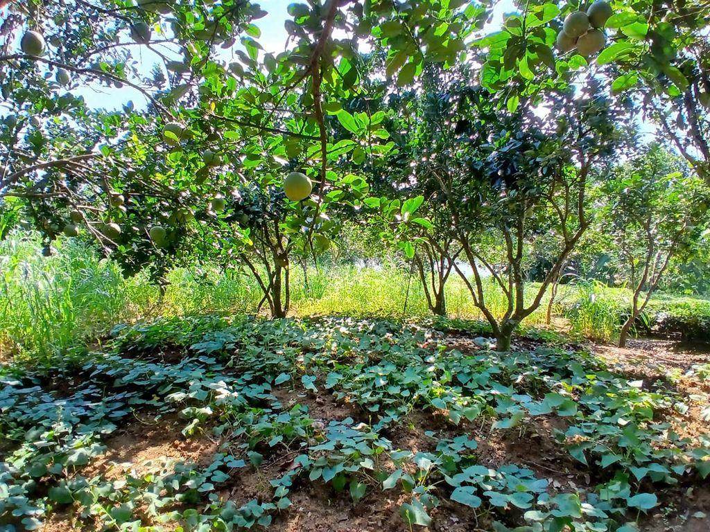 CHÍNH CHỦ CẦN BÁN ĐẤT NGHỈ DƯỠNG VILA YÊN BÀI BA VÌ