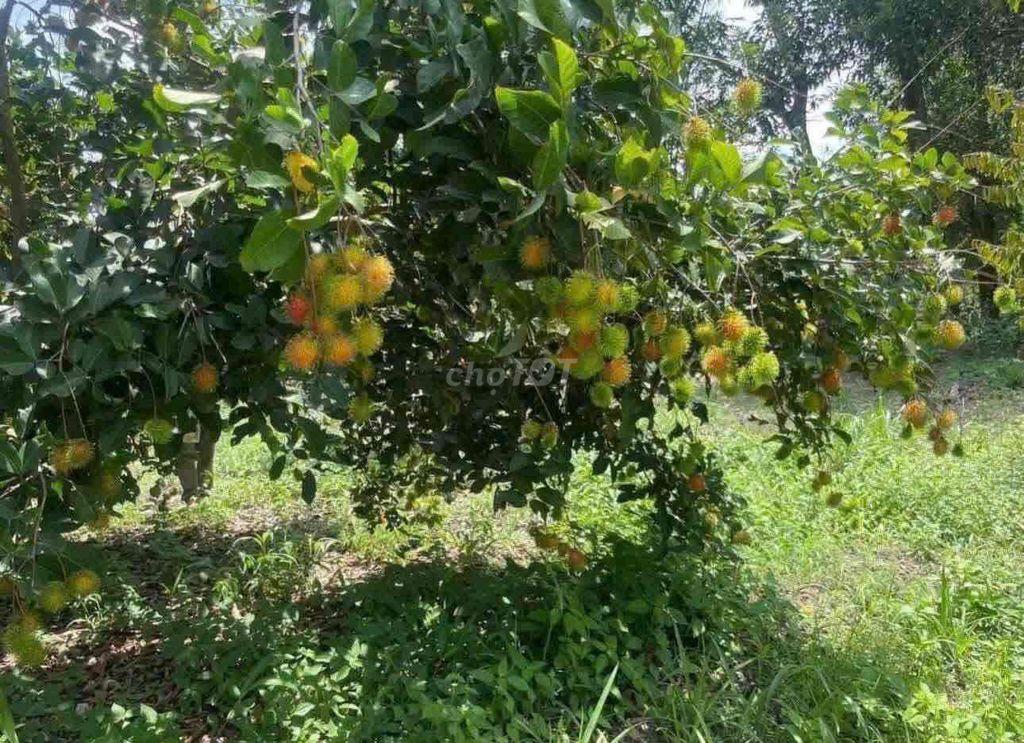 CHỦ VỀ QUÊ ĐỂ LẠI NHÀ VƯỜN