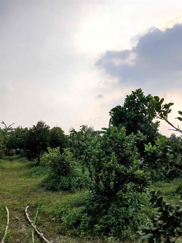 ĐẤT VƯỜN CÂY TRÁI ĐANG TỐT BÁN NHANH