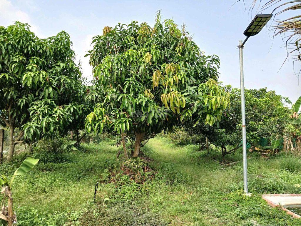 ĐẤT VƯỜN CÂY TRÁI ĐANG TỐT BÁN NHANH