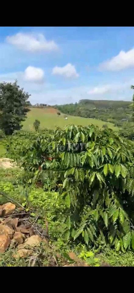 2ha đất đỏ , cách ql14 4km
