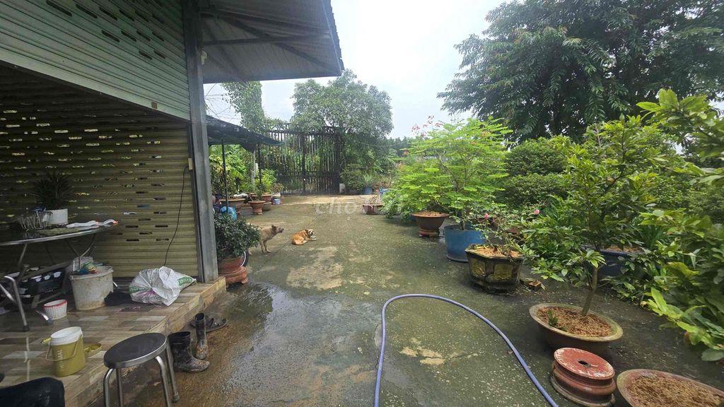 BÁN GẤP GẦN 2HA ĐẤT KÈM 1.800 GỐC MAI - ĐÃ TÁCH 16 SỔ PHỦ HỒNG TOÀN BỘ