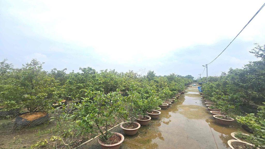 BÁN GẤP GẦN 2HA ĐẤT KÈM 1.800 GỐC MAI - ĐÃ TÁCH 16 SỔ PHỦ HỒNG TOÀN BỘ