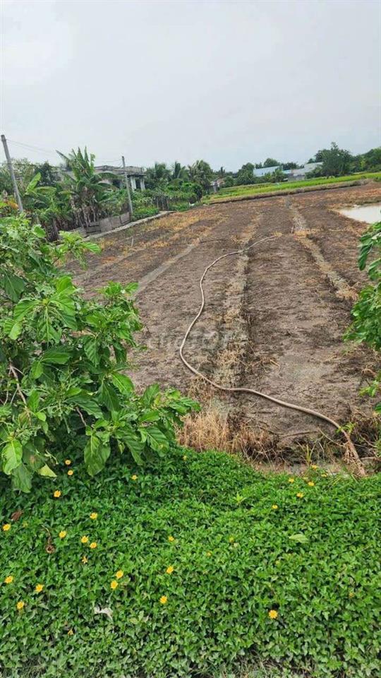 đất nông nghiệp (tại xã phước hậu củ)