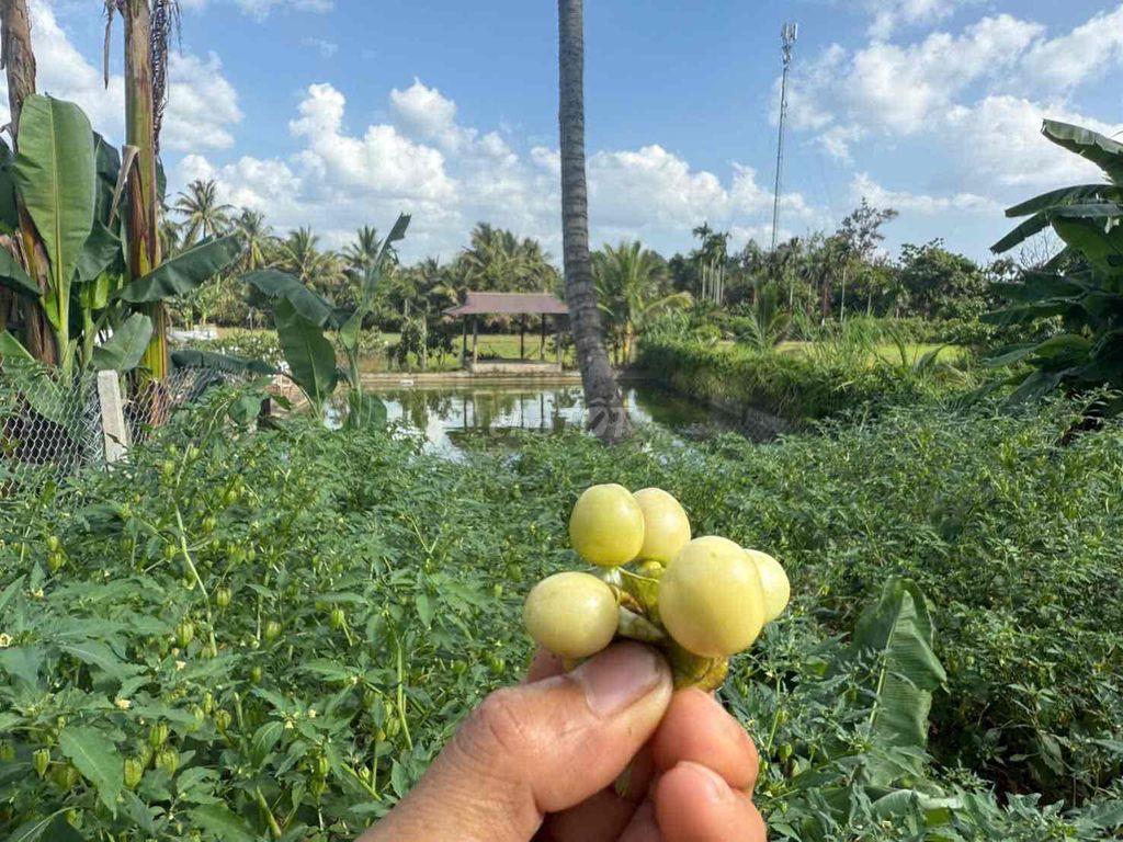 Chính chủ cần bán