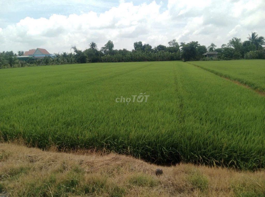 🌾🔥 CHÍNH CHỦ CẦN BÁN GẤP 7.481M² ĐẤT LÚA – MỸ THẠNH, THỦ THỪA CŨ