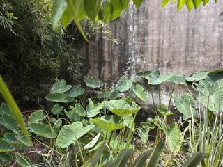 100 m thổ cư, 132m trồng cây lâu năm