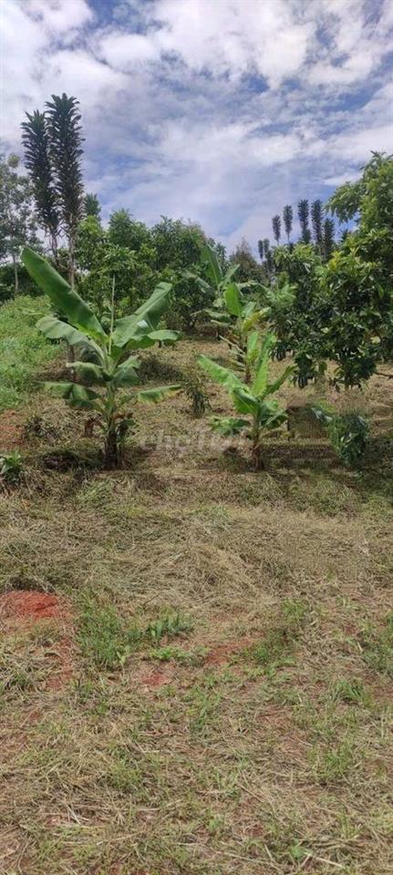 BÁN ĐẤT NÔNG NGHIỆP GẦN 2.000M² – LỘC ĐỨC CŨ, BẢO LÂM 2, LÂM ĐỒNG