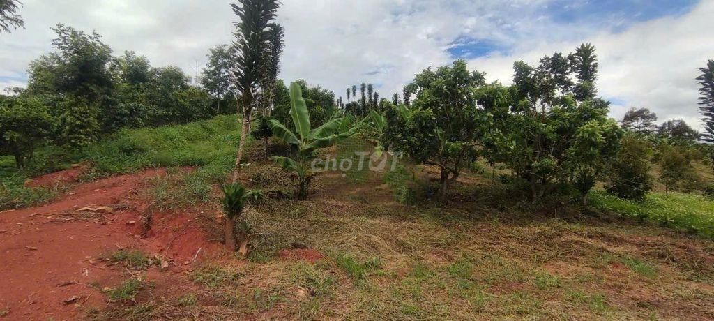 BÁN ĐẤT NÔNG NGHIỆP GẦN 2.000M² – LỘC ĐỨC CŨ, BẢO LÂM 2, LÂM ĐỒNG